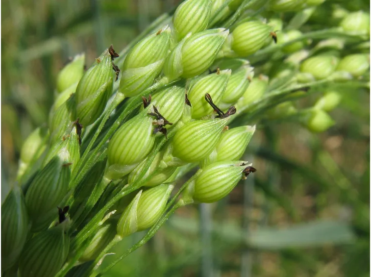miglio