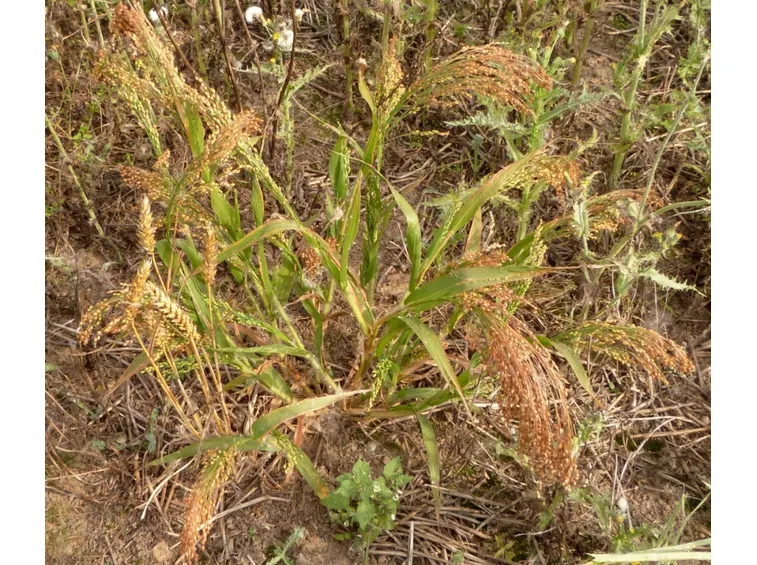 piante di miglio