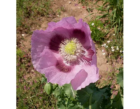 Fiore di Oppio