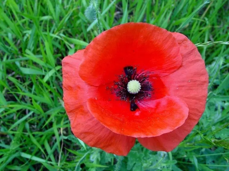Fiore di papavero rosso