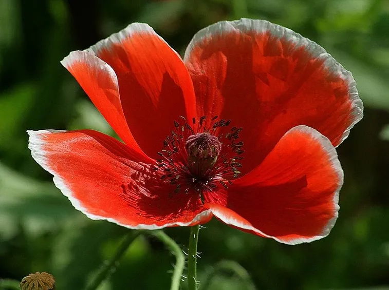 Fiore di papavero rosso
