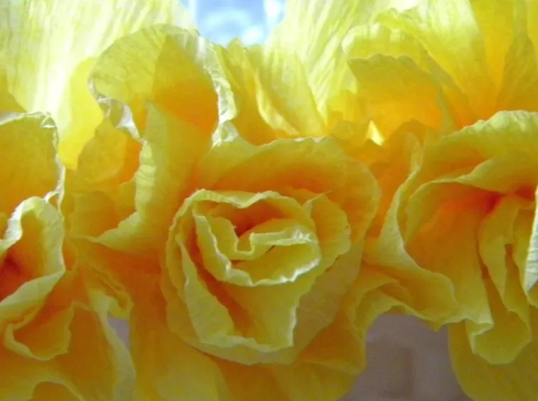 fiori carta crespa