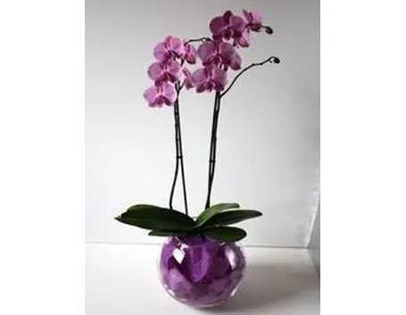 pianta
