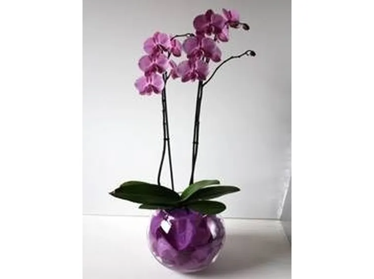 pianta
