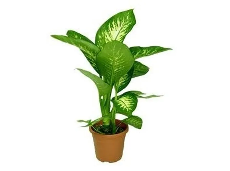 pianta