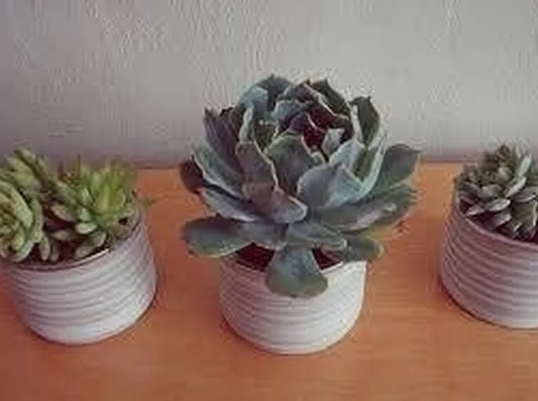 piante