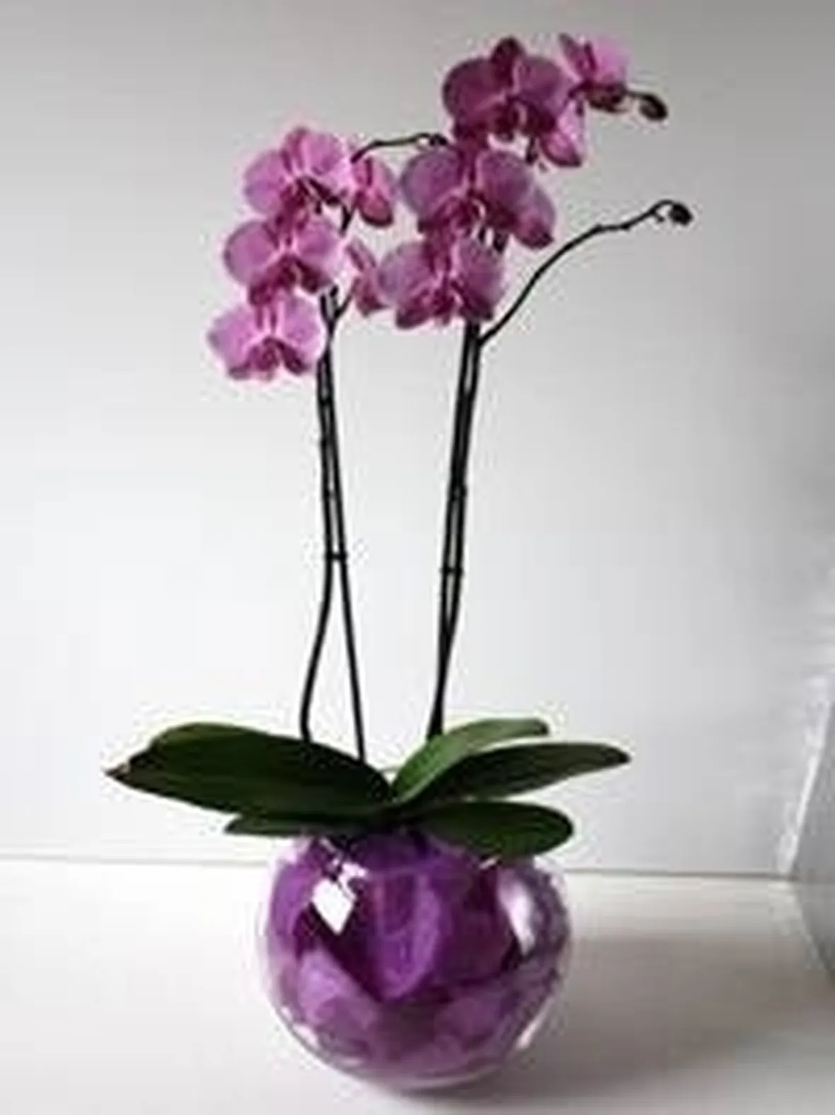 pianta
