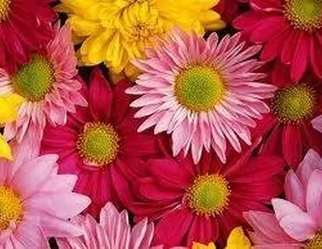 fiori