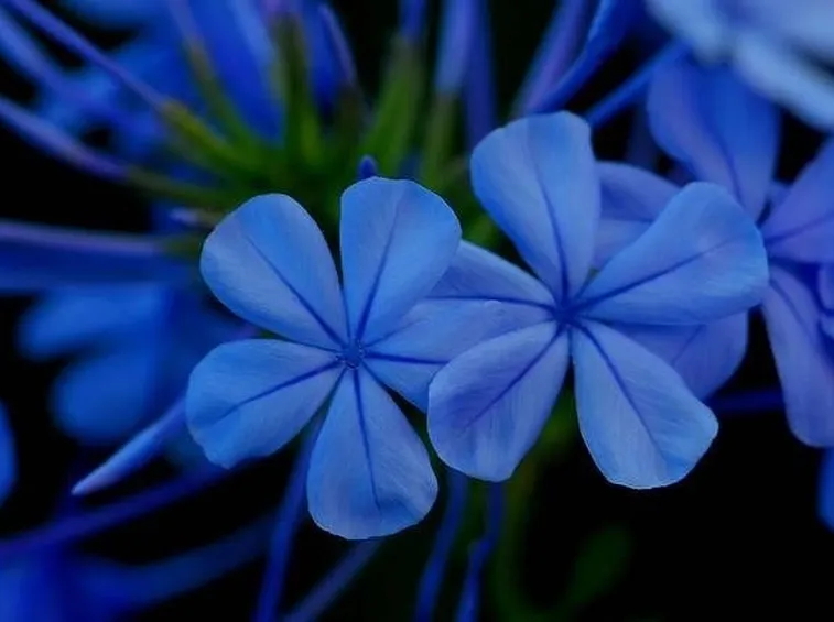 http://farm4.staticflickr.com/3204/2883814125_9f09c39476_z.jpg?zz=1