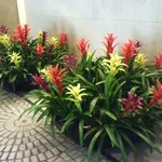 FIORI DA APPARTAMENTO