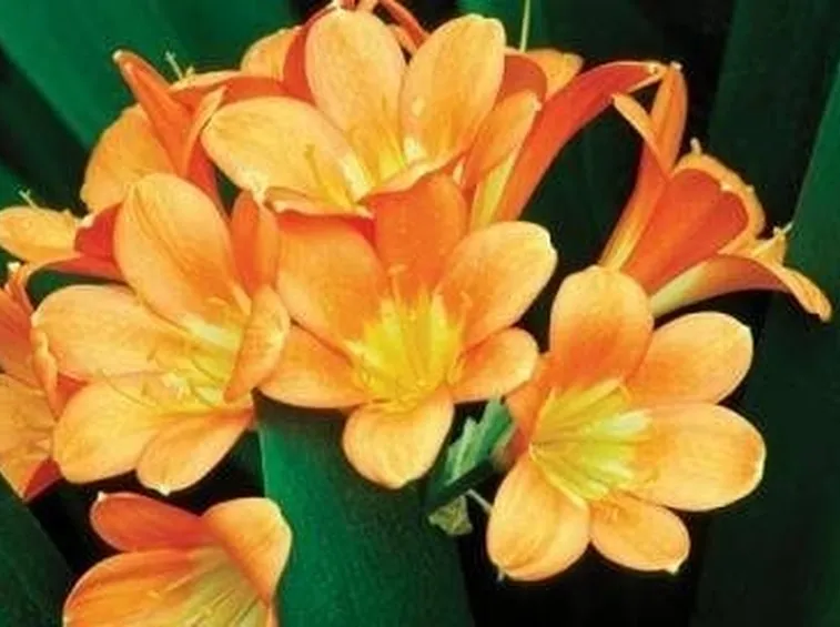 CLIVIA
