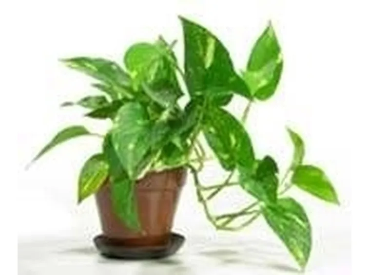 POTHOS