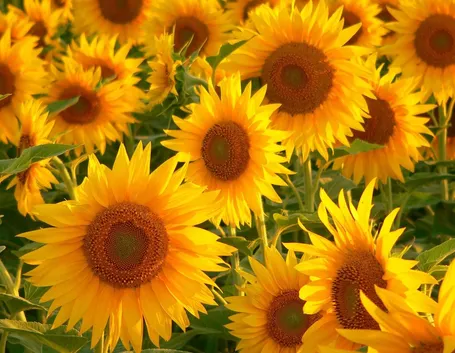 girasoli