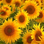 girasoli