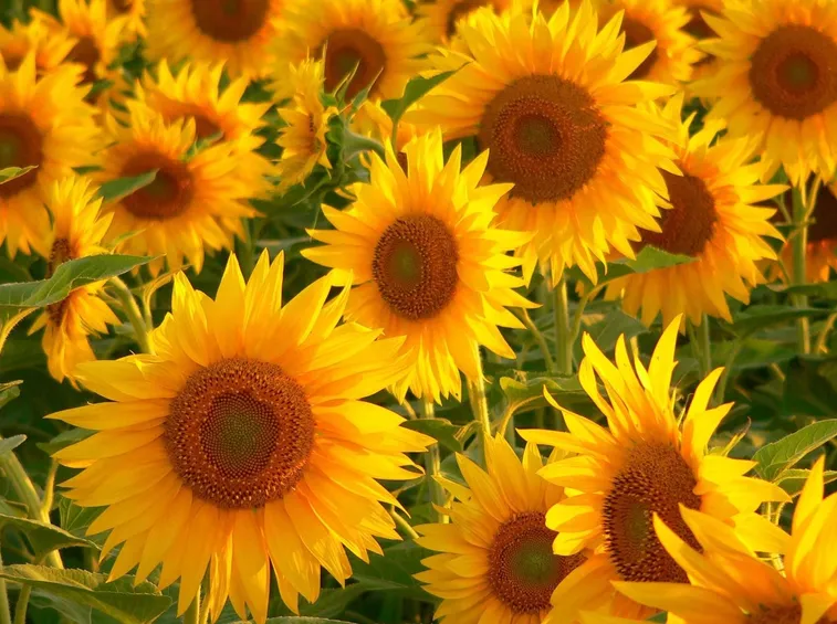 girasoli