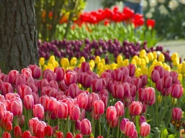 tulipani