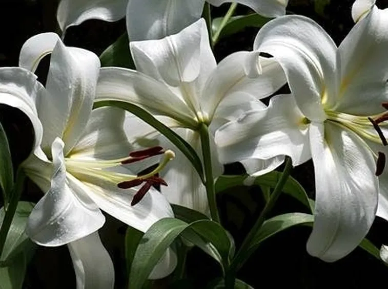 lilium