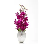 orchidea