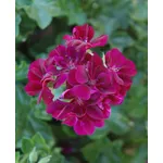 petunia