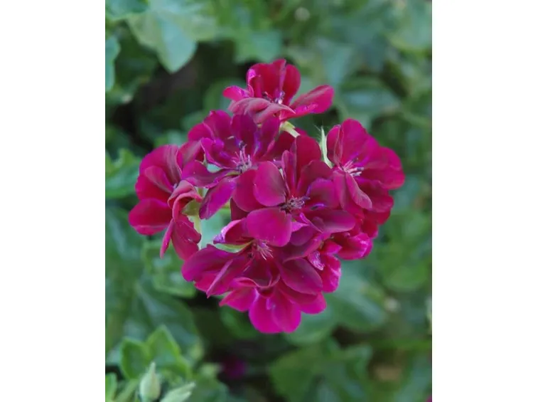 petunia