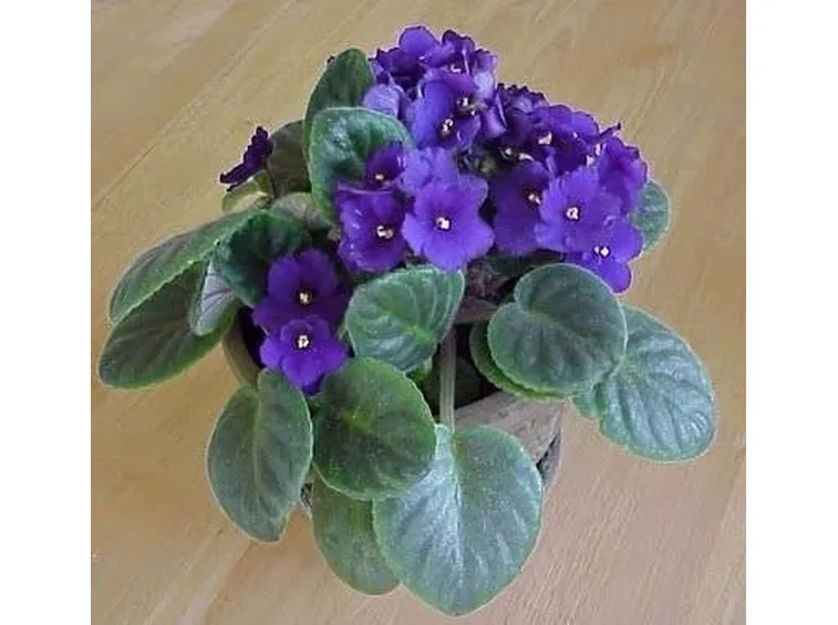 viola