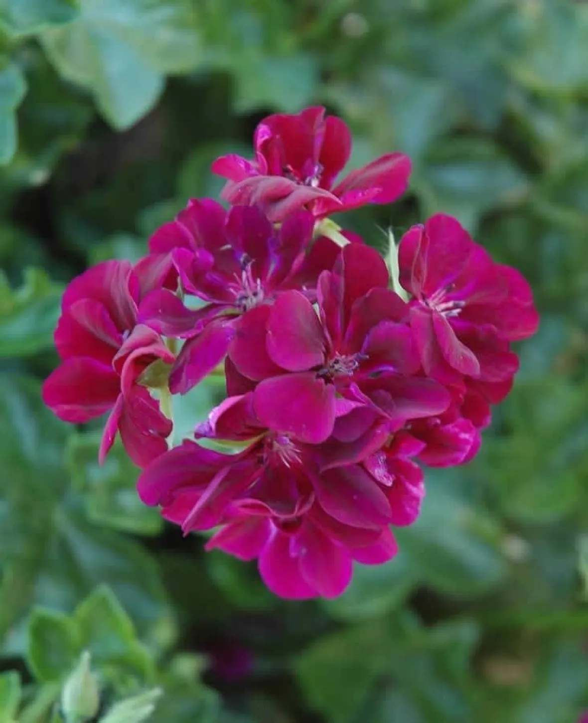 petunia