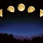 fiori, piante e Luna