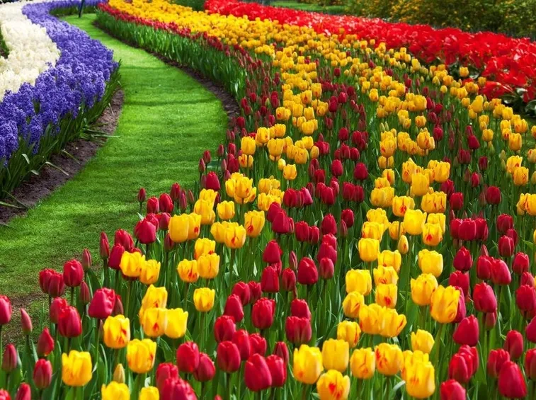 tulipani in giardino