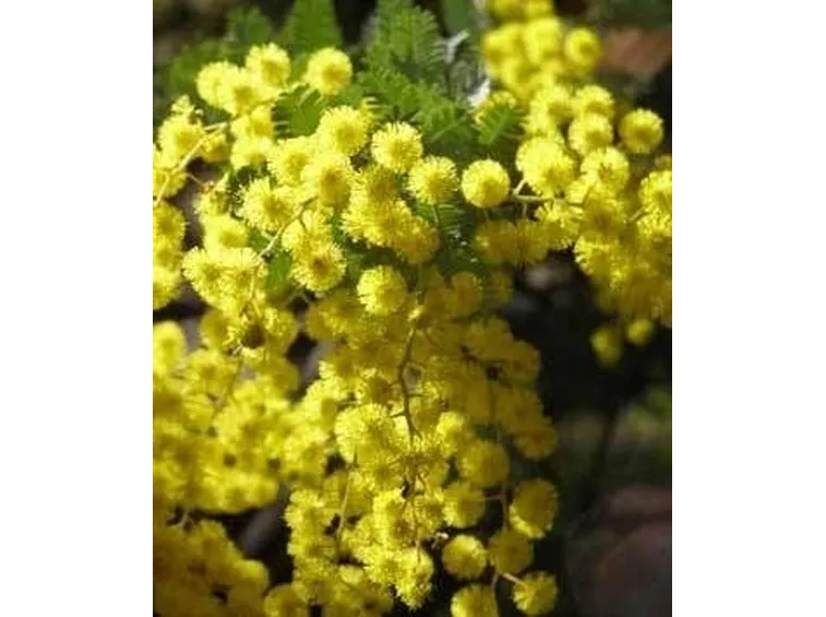 mimosa