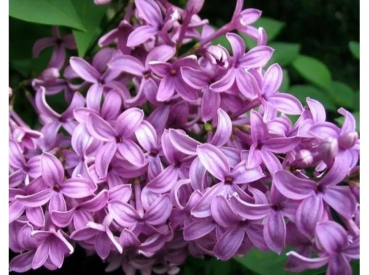 lillà