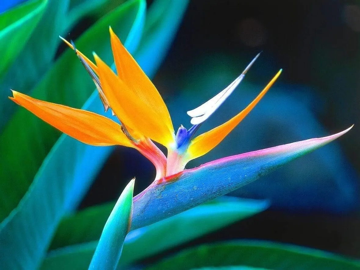 fiore