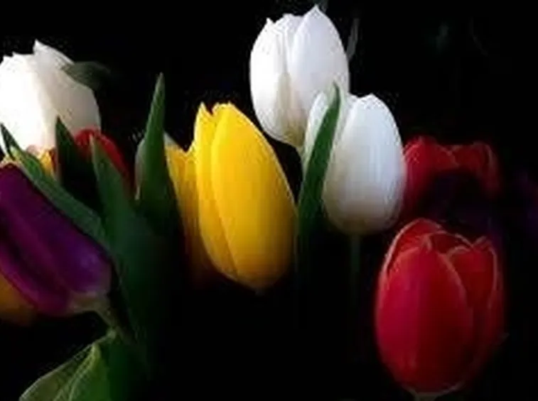 tulipani