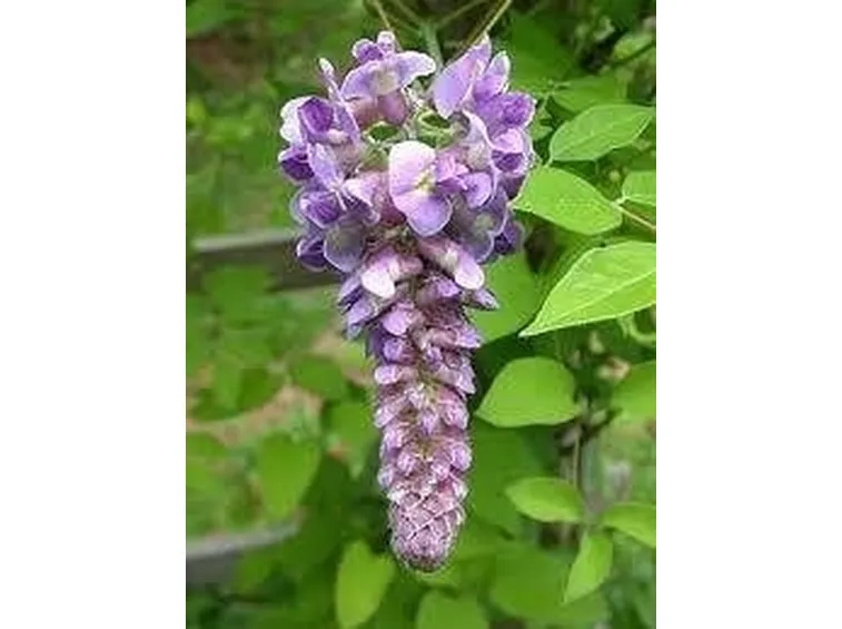 glicine