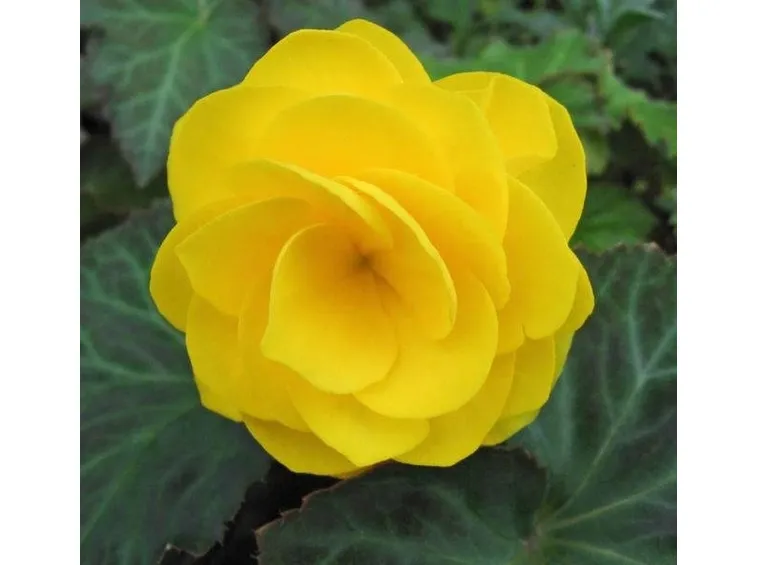 begonia
