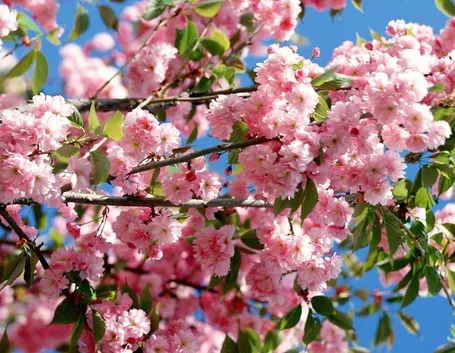 fiori rosa