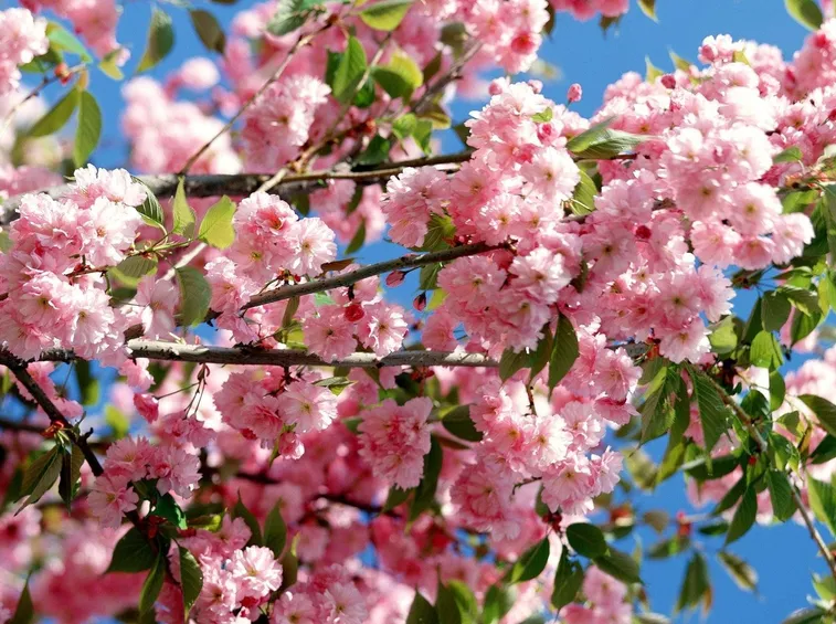 fiori rosa