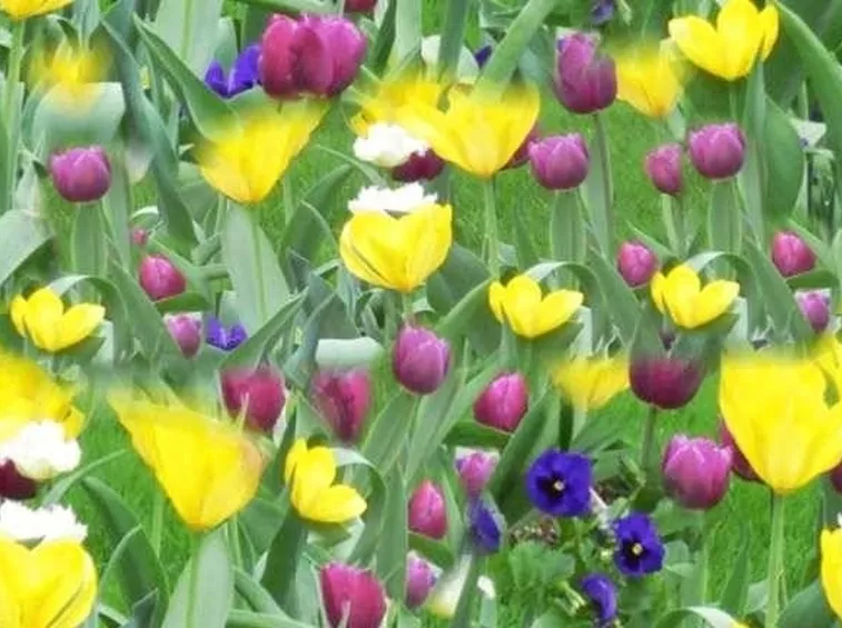 fiori primaverili