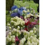 fiori 