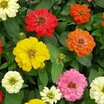 zinnia