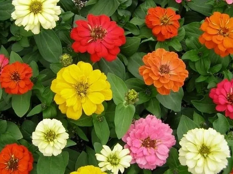 zinnia