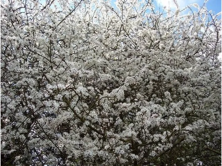 pianta di pruno
