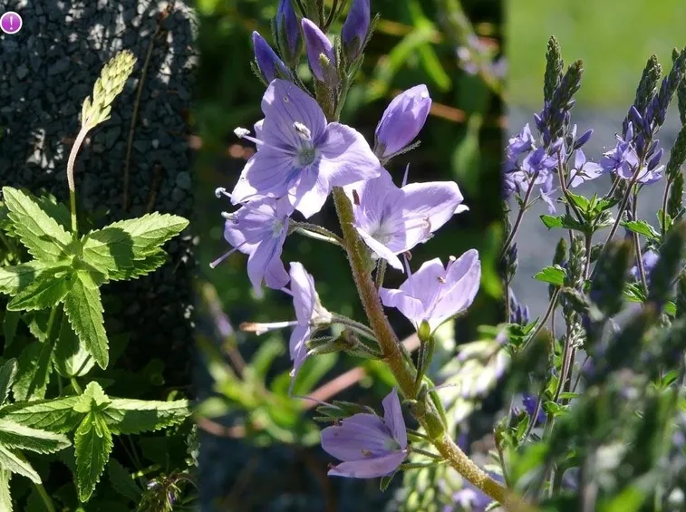 veronica