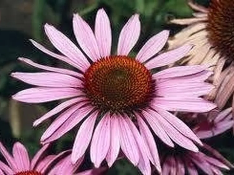 echinacea