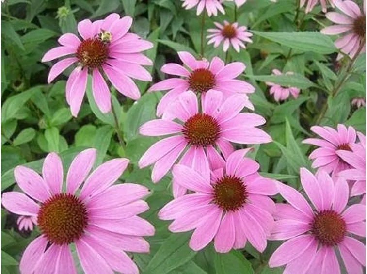 echinacea