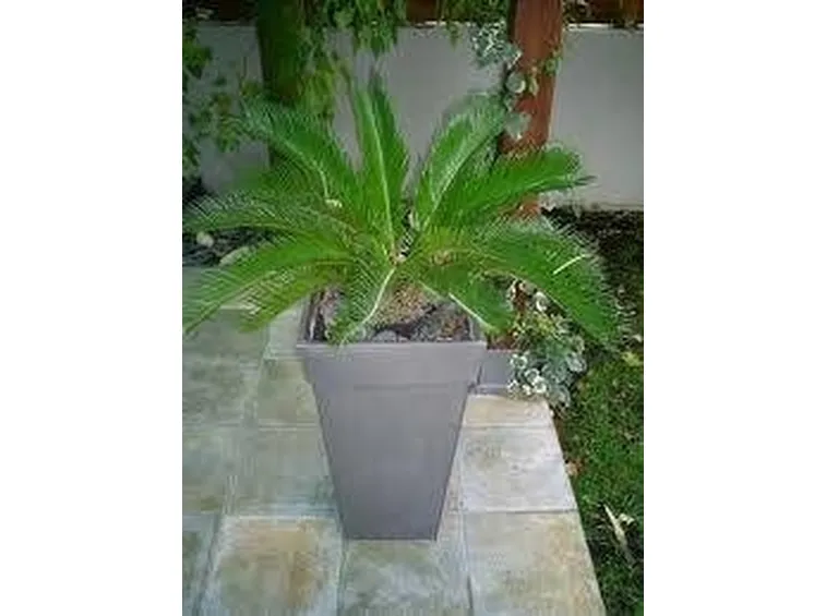 pianta