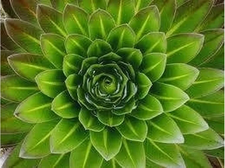 pianta grassa