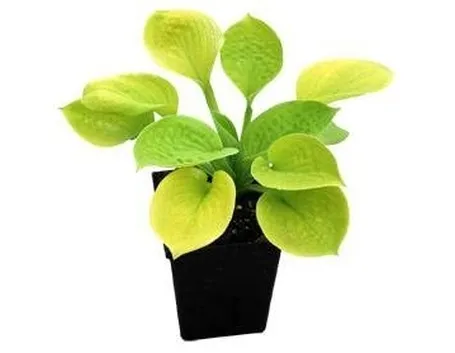 pianta