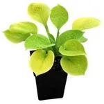 pianta