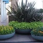 piante