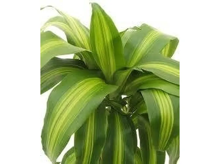 pianta